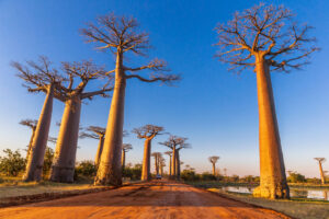 Madagascar Viale dei Baobab
