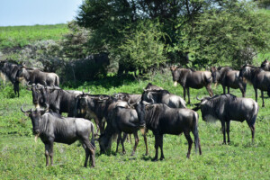 Tanzania Safari Gnu